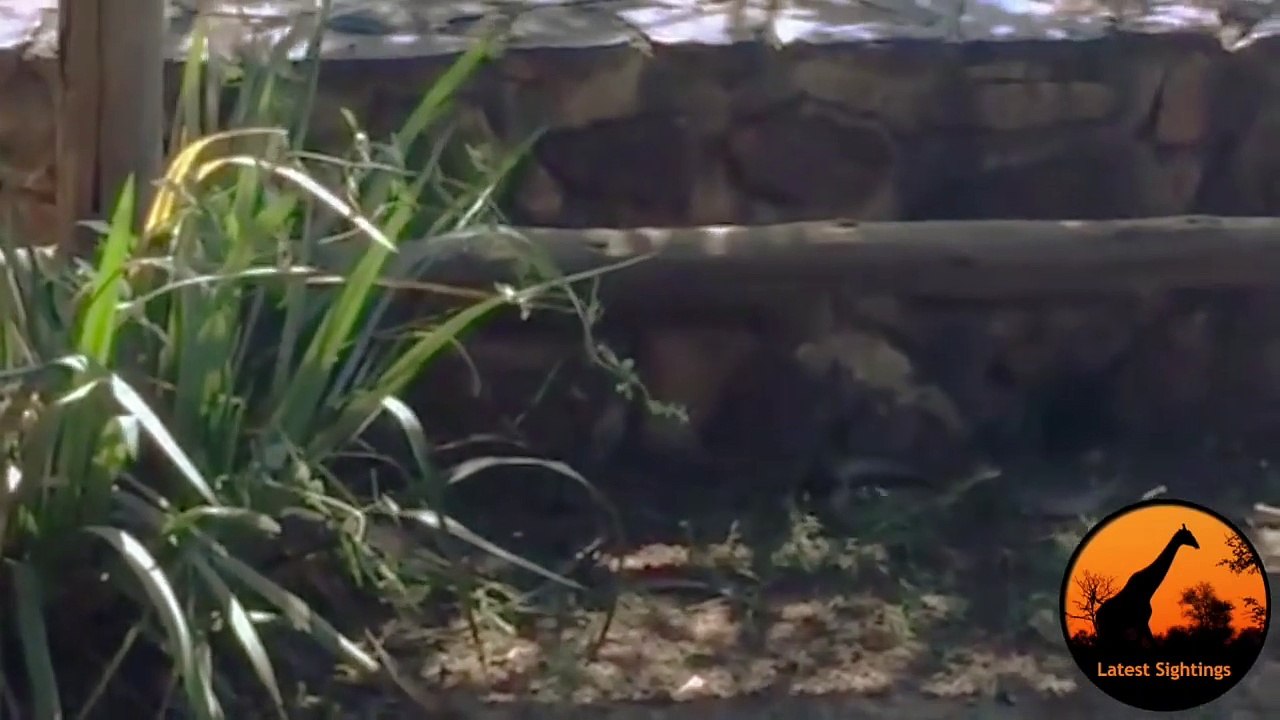 Snake (Female Boomslang) Hunts Chameleon - Latest Wildlife Sightings