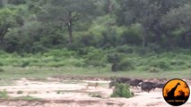 Incredible Attempt By Lions To Hunt A Buffalo - Latest Wildlife Sightings