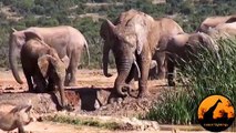 Mother Elephant Rescues Her Calf - Latest Wildlife Sightings