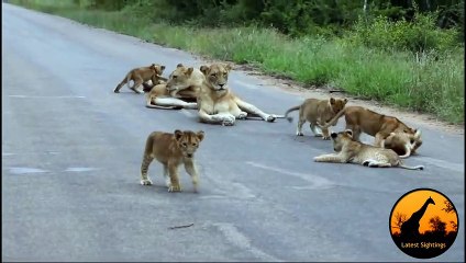Lion Pride Including Playing Cubs - Seen Today! - Latest Wildlife Sightings