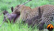 Leopard Killing Warthog (Graphic) - Latest Wildlife Sightings