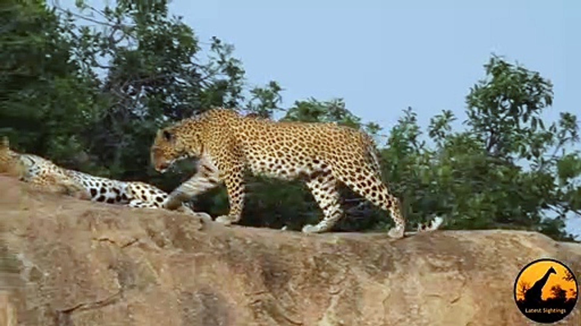 Lion Mating With Cheetah JHP Blog September 29, 2016 Leopard