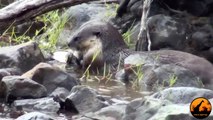 Cape-Clawless Otters Fishing in the Sabie River - Latest Wildlife Sightings