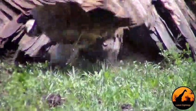 Vultures Chase Eagle off Kill, Leopard Chases Vultures, Lions Watching! - Latest Sightings