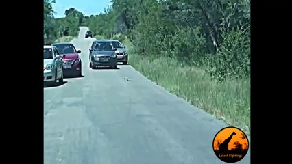 Incredible Snake Behaviour! Some Amazing Moves - Latest Sightings