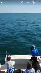 tubarão desaparecido