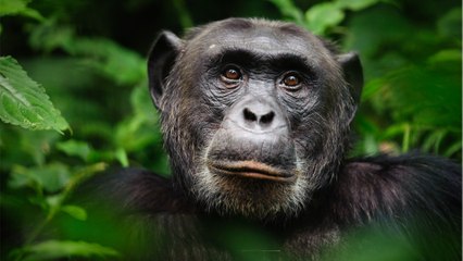 Quelle est la différence entre un chimpanzé et un bonobo ?
