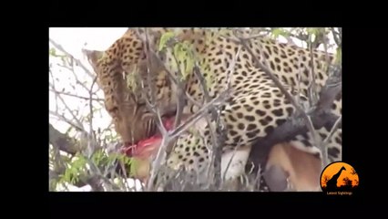 Leopard In Tree With A Kill, Hyena Underneath - 1st September 2013 - Latest Sightings