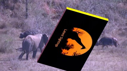 Elephant Gets Shown Who's Boss By A Buffalo - Latest Sightings