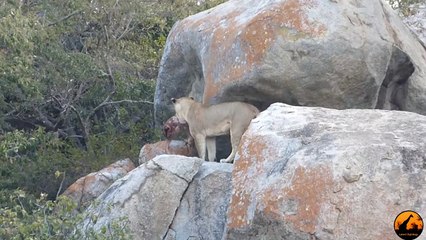 Lioness vs Leopard - Latest Sightings