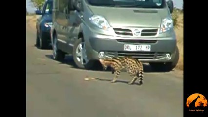 Serval Attacking A Puff Adder Snake