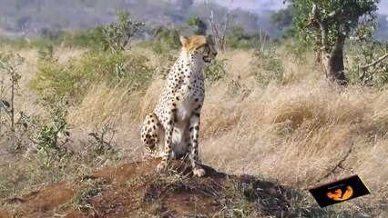 Cheetah Calling   27 May 2013   Latest Sightings