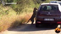 Leopard Likes His Reflection On Car
