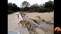 18 Lions Block Traffic on Bridge