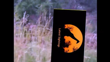 Rare Battle Between A Leopard And An Impala - Latest Sightings