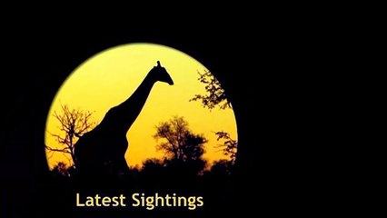 Wild Dogs Play With A Herd Of Zebras