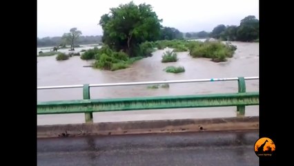 Kruger Floods - 19 January 2013 - Latest Sightings