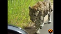 Leopard Reacts to His Own Reflection