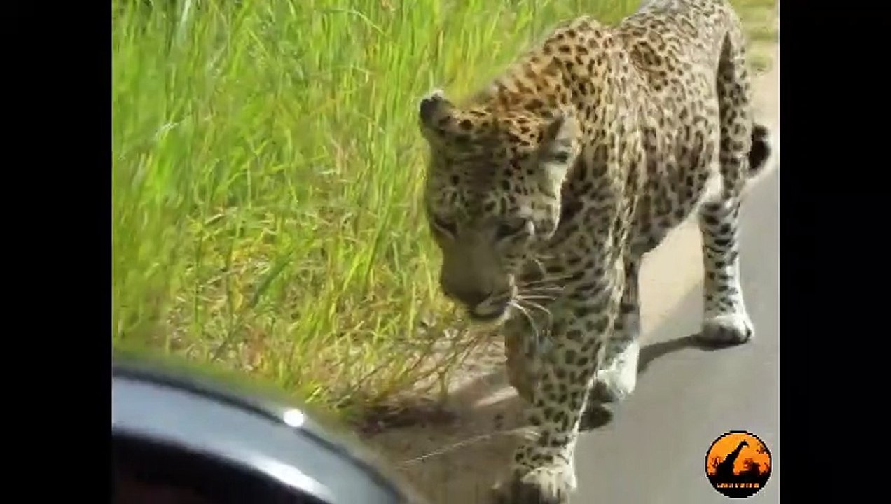 Leopard Reacts to His Own Reflection