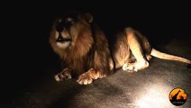 Huge Male Lion Roars at Night