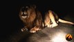 Huge Male Lion Roars at Night