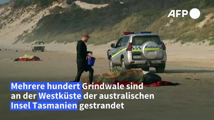 230 Grindwale an australischer Insel Tasmanien gestrandet