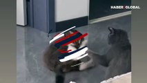 Agresif kedi hemcinsinde farklı bir teknik denedi