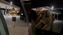 Owner tries to catch dog after she gets zoomies at a gas station