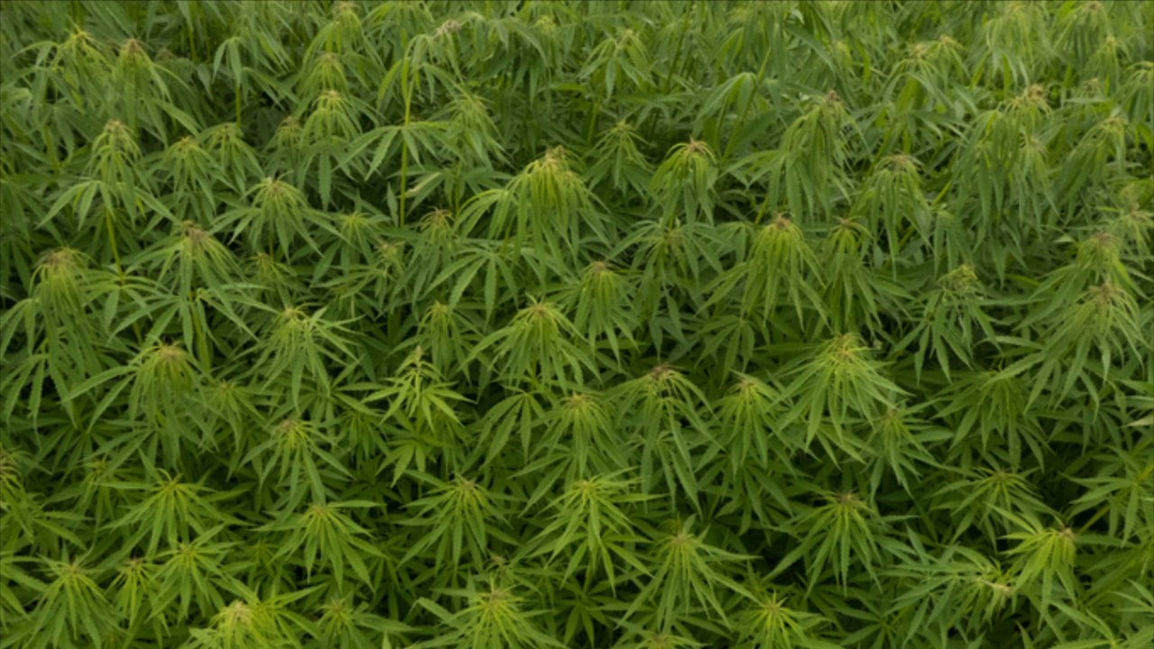 Polizei entdeckt Cannabis-Plantage auf Klostergrundstück