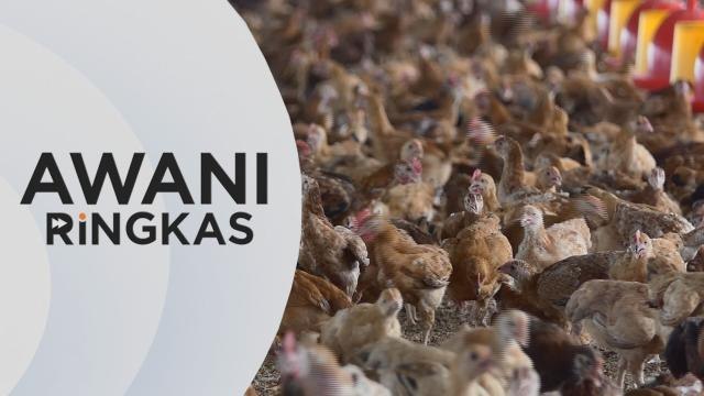 AWANI Ringkas: Keputusan eksport ayam belum muktamad