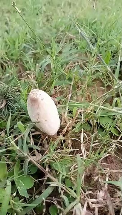 Field Mushroom video