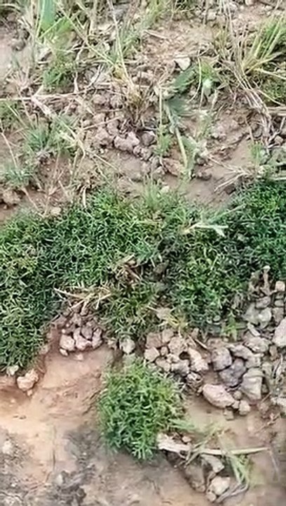 Field Grass plant