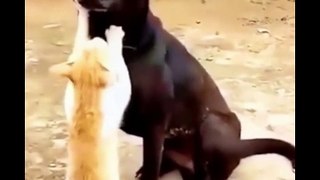 funny animal videos you haven't seen in life try not to laugh 
