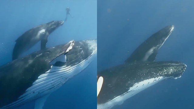Diver waves to humpback whales... and GETS A WAVE IN RETURN!