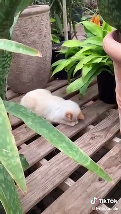 Cute animals Ever...Watch till End