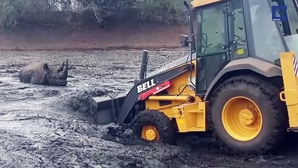 Download Video: Utiliser les grands moyens pour sauver un rhinocéros coincé dans la boue