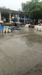 बरसात से मण्डी में भीगी बाजरे की जिंस