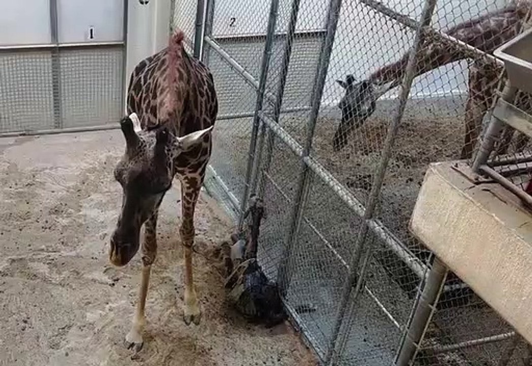 girafa virginia zoo