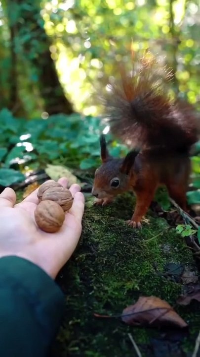 cute squirrel