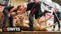 British woman has set the new world record for sheep shearing after buzzing her way through 370 sheep in eight hours