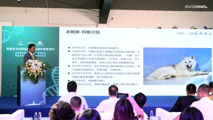 Китайские учёные клонировали волчицу