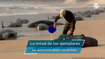 Encuentran a 230 ballenas varadas en Australia