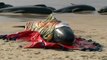 Hundreds of whales stranded on Australian beach