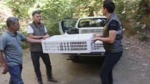 İzmir haberleri! Ödemiş'te 7 mahallede 80 kınalı keklik doğaya bırakıldı