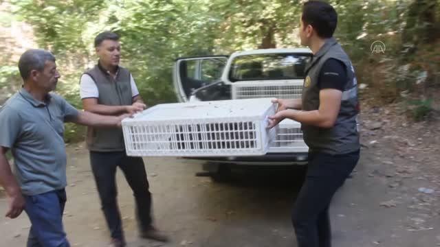 İzmir haberleri! Ödemiş'te 7 mahallede 80 kınalı keklik doğaya bırakıldı