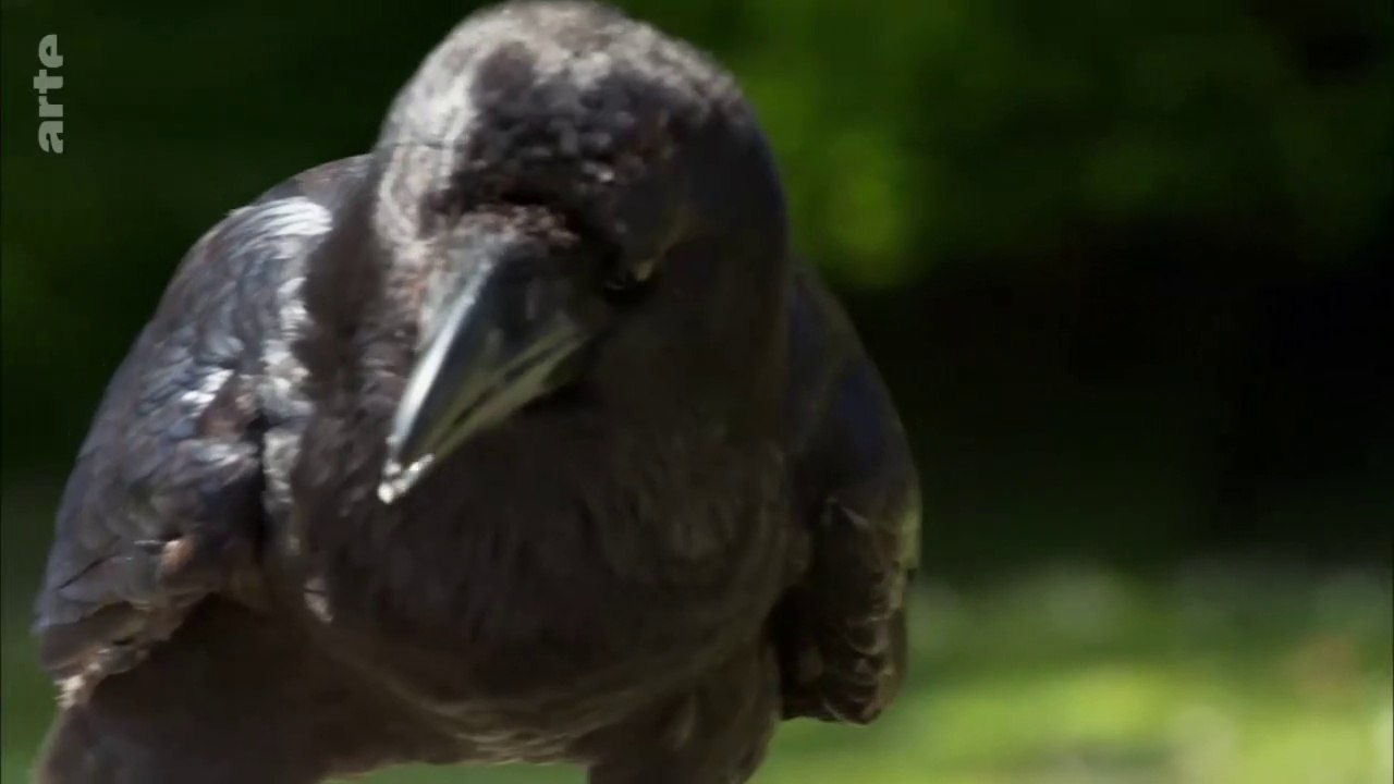 Curiosités animales - Le maniement d'outils : L'orang-outan et les corvidés