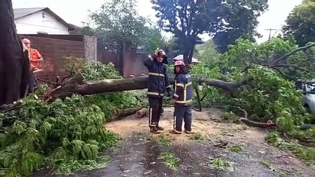 Árvore cai em cima de carros e parte da rua Nossa Senhora Aparecida é interditada