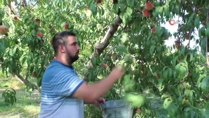 Adana haberi... Doğu'nun Çukurova'sında şeftali hasadı başladı