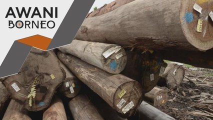 Industri Perkayuan | PUSAKA fokus bangunkan 10,000 hektar ladang buluh