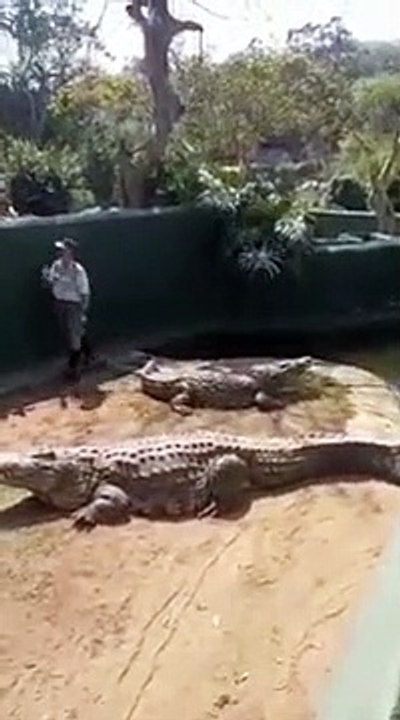 Tratador senta-se sobre um enorme crocodilo... o que podia dar errado?